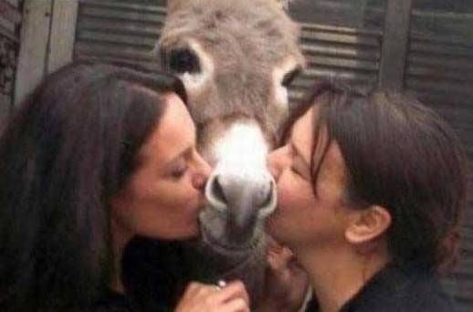 funny-donkey-kiss