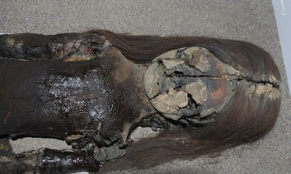 267EE4CF00000578-0-The_head_and_torso_of_a_Chinchorro_mummy_at_San_Miguel_de_Azapa_-a-2_1425984868579