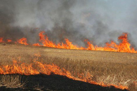 Wheat-Stubble-Burning-Pun