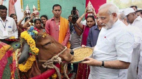 modi-cow