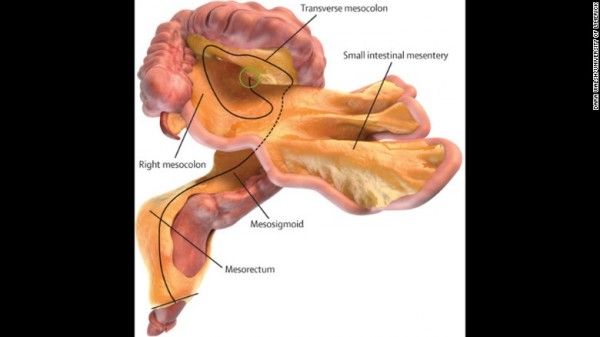 170104134520-01-mesentery-organ-exlarge-169