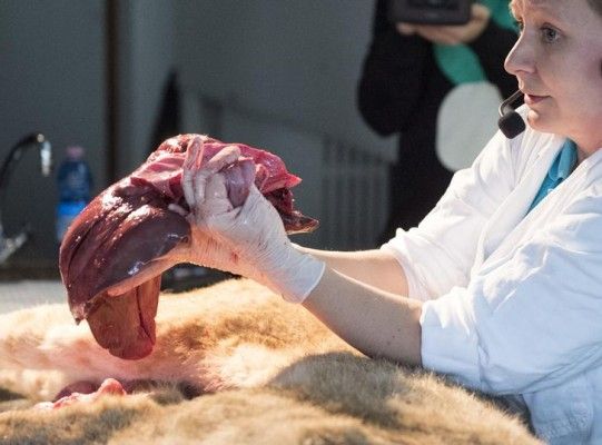 A lion is dissected at the Museum of Natural History in Aarhus, February 17, 2016. REUTERS/Jens Thaysen/Scanpix ATTENTION EDITORS - THIS IMAGE WAS PROVIDED BY A THIRD PARTY. FOR EDITORIAL USE ONLY. NOT FOR SALE FOR MARKETING OR ADVERTISING CAMPAIGNS. THIS PICTURE IS DISTRIBUTED EXACTLY AS RECEIVED BY REUTERS, AS A SERVICE TO CLIENTS. DENMARK OUT. NO COMMERCIAL OR EDITORIAL SALES IN DENMARK. NO COMMERCIAL SALES.