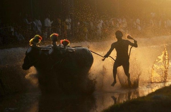 A man is silhouetted against the setting sun as he races a pair of buffaloes while participating in Kambala, an annual buffalo race conducted to mark the end of the harvest season at Surathkal town on the outskirts of the southern Indian city of Mangalore January 3, 2015. REUTERS/Abhishek Chinnappa (INDIA - Tags: ANIMALS SOCIETY TPX IMAGES OF THE DAY)