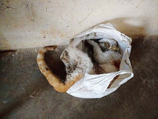 बैरक में पॉलीथीन में मिली बिल्ली