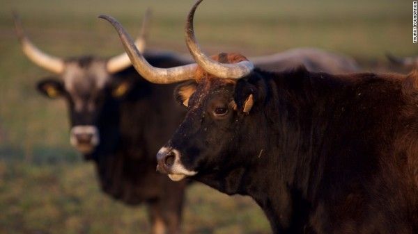 maronesacow-keent-netherlands-exlarge-169