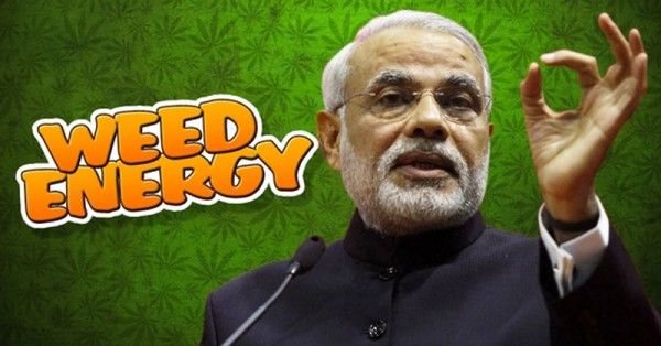 weed1