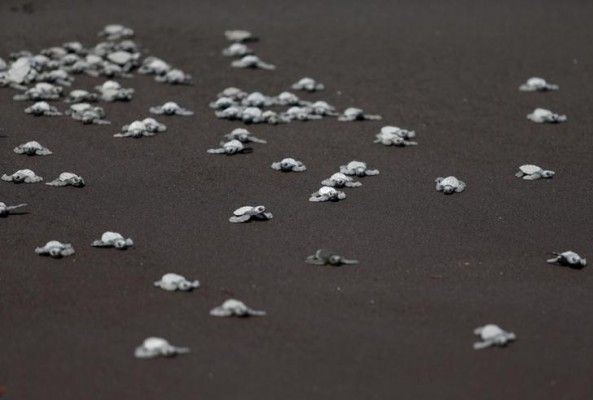 Turtles crawl to the ocean after being released, as part of conservation efforts, on the beach of Puerto Quetzal in Guatemala, November 4, 2015. REUTERS/Jorge Dan Lopez