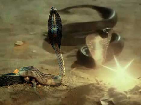 snake-cobra-55c1d6bfd5468_exlst