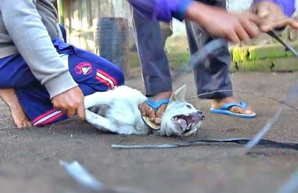 वीडियोग्रैब