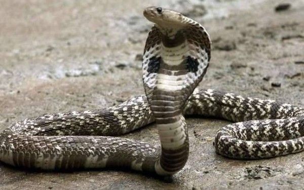 असली नाग