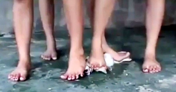 पिल्ले को कुचलने वाले वीडियो का एक दृश्य.