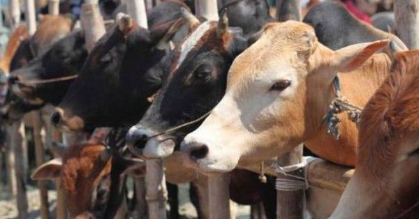 गाय