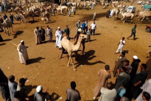 कुर्बानी के लिए लाया गया ऊंट. (Photo : Reuters)