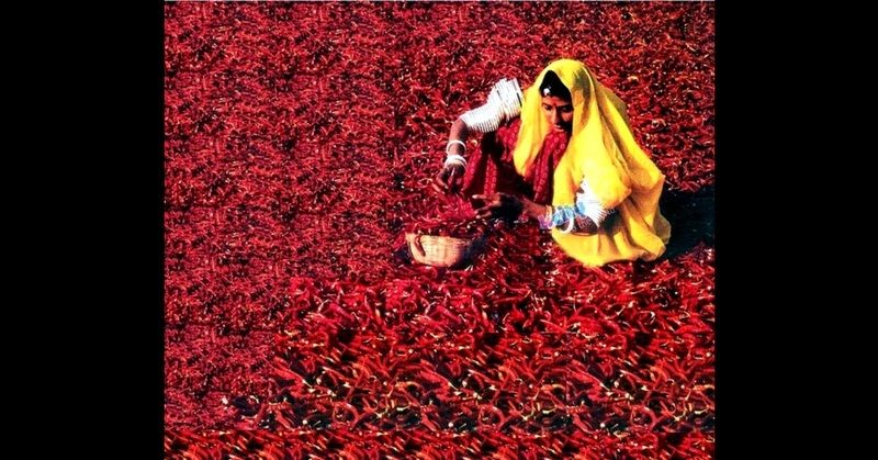नागौर में मिर्ची सुखाती एक महिला. रैंडम. (फोटोः राजस्थान डायरेक्ट)