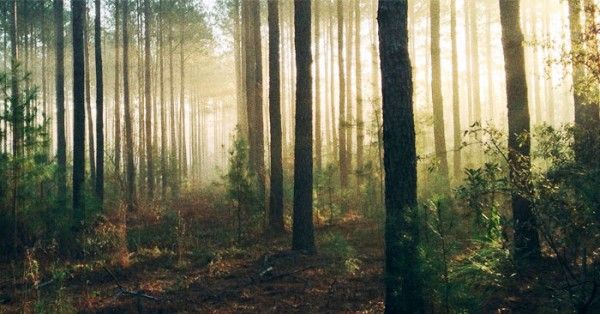 forest