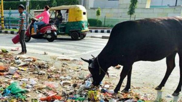 सड़क किनारे पड़ा रहता है कूड़ा.