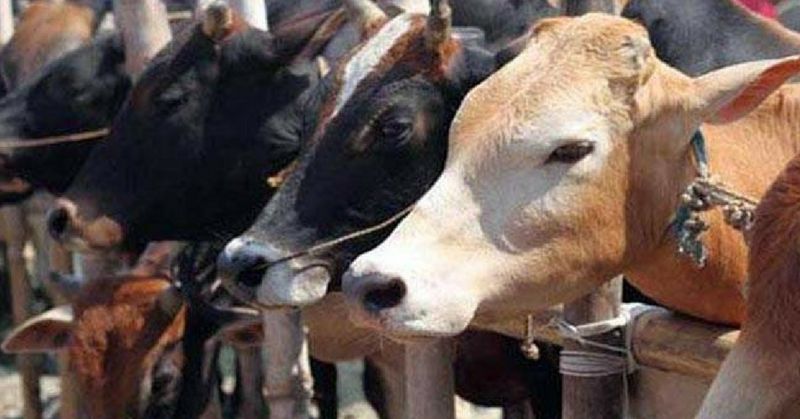 Cattle PG