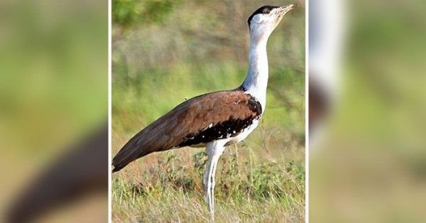 ज्वार चुगने वाला पक्षी (सांकेतिक तस्वीर)