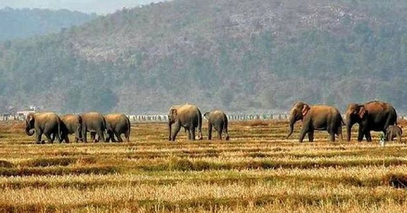 elephant odisha