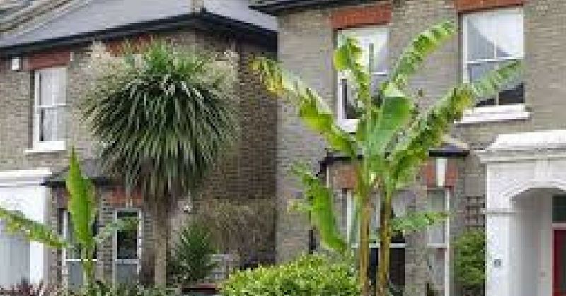 plant home