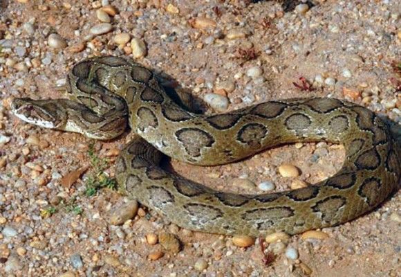 भारत में साल में लगभग 46 हज़ार लोग सांप के कांटने से मर जाते हैं.