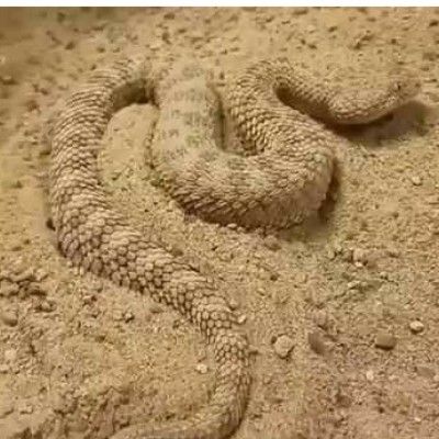 रेगिस्तान में पाए जाने वाला ख़तरनाक पीवणा सांप.