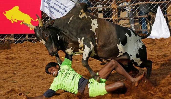 सुप्रीम कोर्ट ने इस खेल पर प्रतिबंध लगा दिया था. इसके बाद तमिलनाडु में बड़े स्तर पर हिंसक विरोध प्रदर्शन हुए.