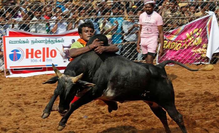 हर साल जल्लीकट्टू के दौरान कई सारे लोग मारे जाते हैं. जिन सांडों के साथ ये खेल खेला जाता है, उनमें से ज्यादातर इतने घायल हो जाते हैं कि मर जाते हैं.