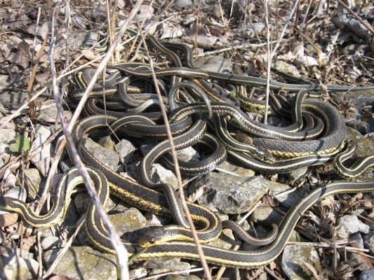 garter_snakes_group_02