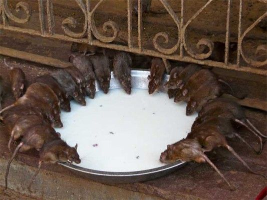 करणी माता के मंदिर में असंख्य चूहे है. इसलिए इसे चूहे वाली माता के मंदिर के नाम से भी जाना जाता है 