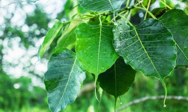 PEEPAL LEAVES