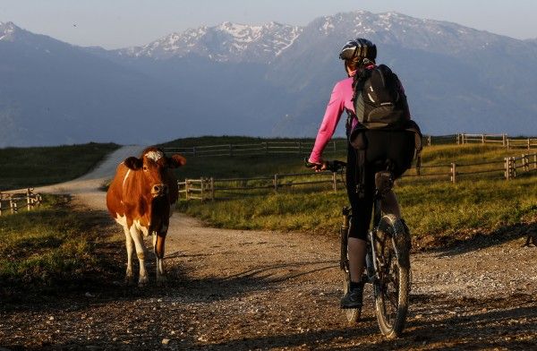 A woman rides her mountain bike next to a cow in the Karwendel mountains on an early summer day in the western Austrian village of Absam July 17, 2013. REUTERS/Dominic Ebenbichler (AUSTRIA - Tags: ENVIRONMENT ANIMALS) - BM2E97H0RW401