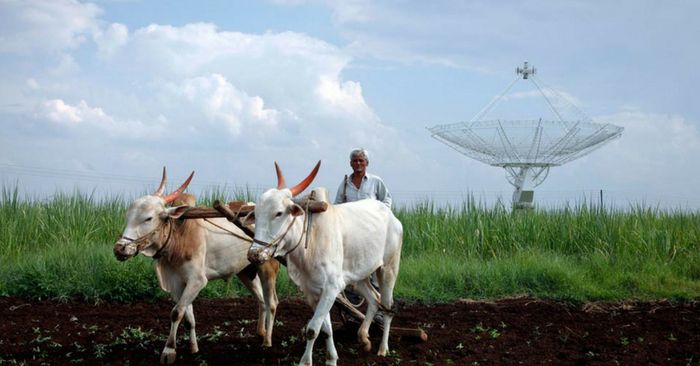 फर्लांग तय करने निकले हीरा और मोती.