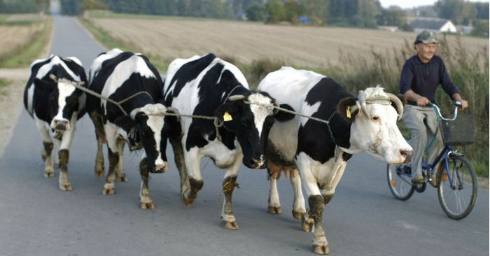 एक दूसरे में गुथी हुई मेमोरी या गाय.