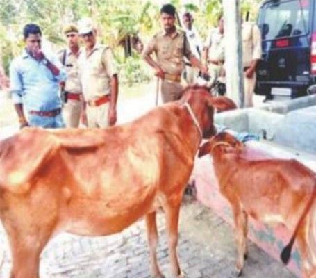 समयुद्दीन के खेत से मिली गाय और बछड़ा