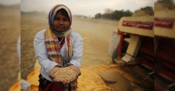 नई फसल बाजार में आ जाने के बाद भी किसानों की स्थिति में सुधार नहीं हो रहा. (फोटो-एपी)
