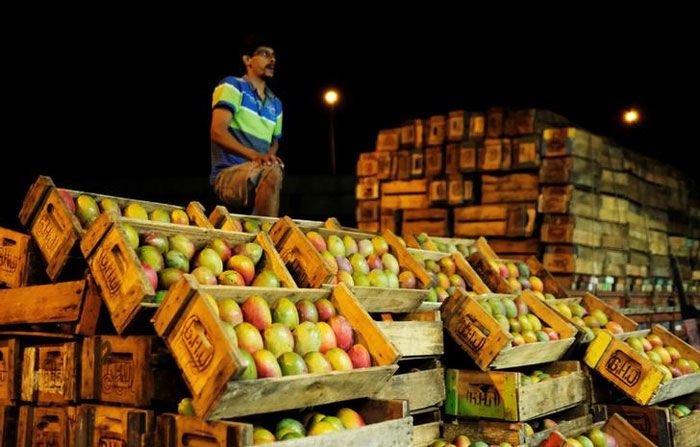 लोग लिख रहे हैं कि आम और कोक के कॉम्बिनेशन से शरीर में एक तेज जहर बनता है (फोटो: रॉयटर्स)