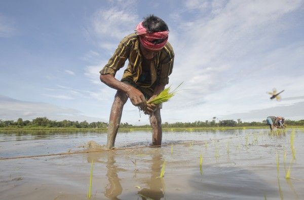 धान की रोपाई से पहले क्यारी बनाने और फिर खेत तैयार करने में खर्च के साथ मेहनत भी लगती है.
