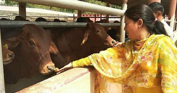 गौशाला में गायों के साथ रेखा आर्या.