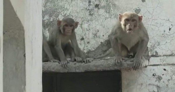 सांकेतिक इमेज (एएनआई)