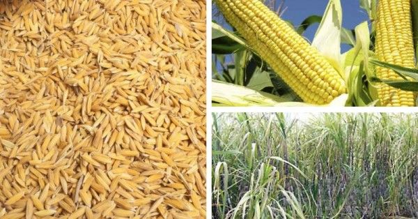 खरीफ की फसलों में धान, बाजरा और गन्ने जैसी फसलें हैं.