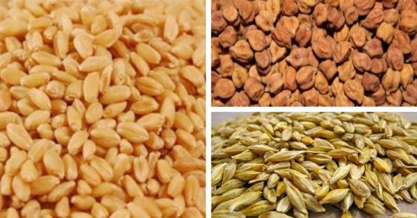 गेहूं, चना और जौ रबी की मुख्य फसलें हैं.