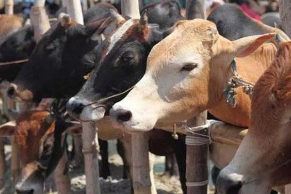 इसकी सिर्फ़ गौशाला नहीं है, इसकी ज्वेलरी शॉप भी है; लेकिन गौशाला के नाम पे बड़ा खेल खेलता है ये (सांकेतिक इमेज - रॉयटर्स) 