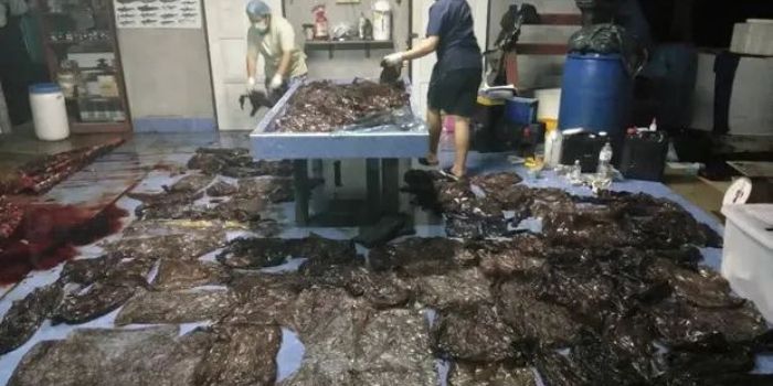  पिछले साल जून में थाईलैंड में एक व्हेल मछली की पेट से 80 प्लास्टिक के बैग मिले थे