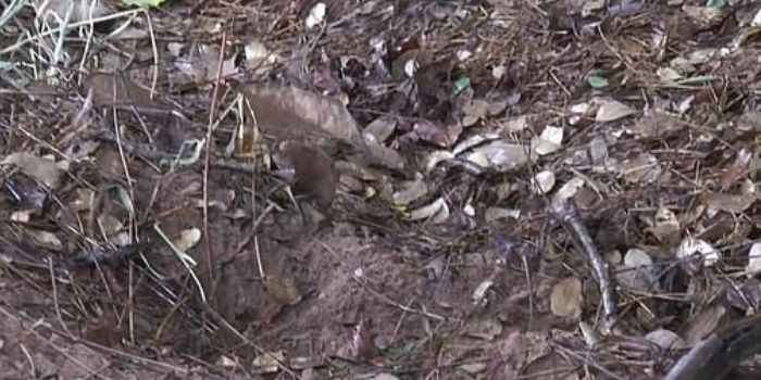 इसी जगह बच्चे को दफनाया गया था. (फोटो- वायरल प्रेस)