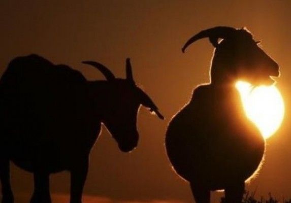 जंगली बकरी जो अब लुप्त हो चुकी है