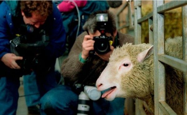 डॉली किसी सेलिब्रिटी से कम थोड़े ही है