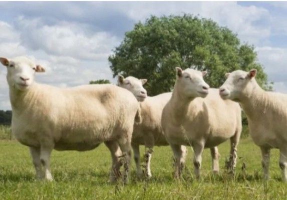 उड़ी बाबा चार डॉली क्लोन