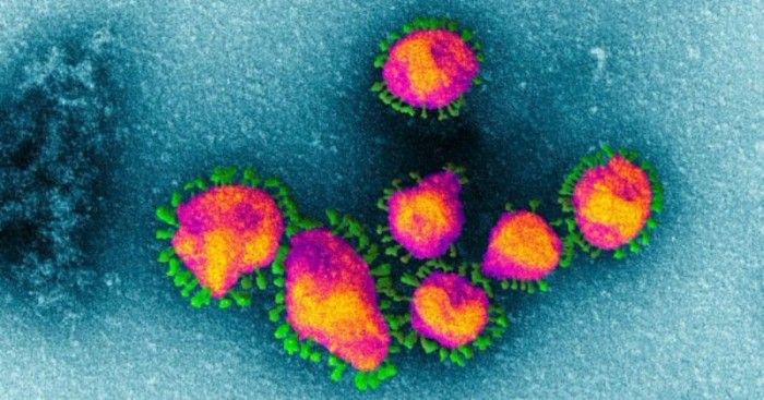 ये जो हरा-हरा दिख रहा है, यही ताज. क्राउन या कोरोना है. (सोर्स - नेचर)