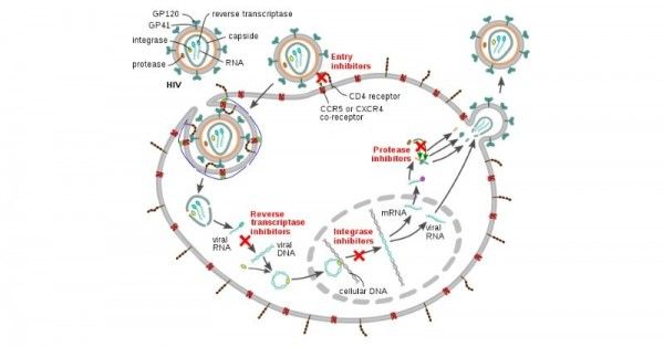 बड़ा वाला गोला है कोशिका(सेल). छोटा वाले गोले हैं वायरस. बाकी चीज़ें छोड़िए. क्रॉस के देखिए. जहां जहां निशान लगा है, HIV की वैक्सीन में वहां वायरस की प्रोसेस रोकी जाती है. इनमें से पहला क्रॉस वहां है जहां वायरस सेल से अटैच हो रहा है.(सोर्स - विकिमीडिया) बड़ा वाला गोला है कोशिका(सेल). छोटा वाले गोले हैं वायरस. बाकी चीज़ें छोड़िए. क्रॉस के देखिए. जहां जहां निशान लगा है, HIV की वैक्सीन में वहां वायरस की प्रोसेस रोकी जाती है. इनमें से पहला क्रॉस वहां है जहां वायरस सेल से अटैच हो रहा है.(सोर्स - विकिमीडिया)